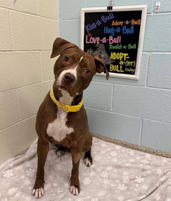 Enlarge Rozie, a Adoptable Pit Bull Terrier in Fort Collins, CO image 1/1