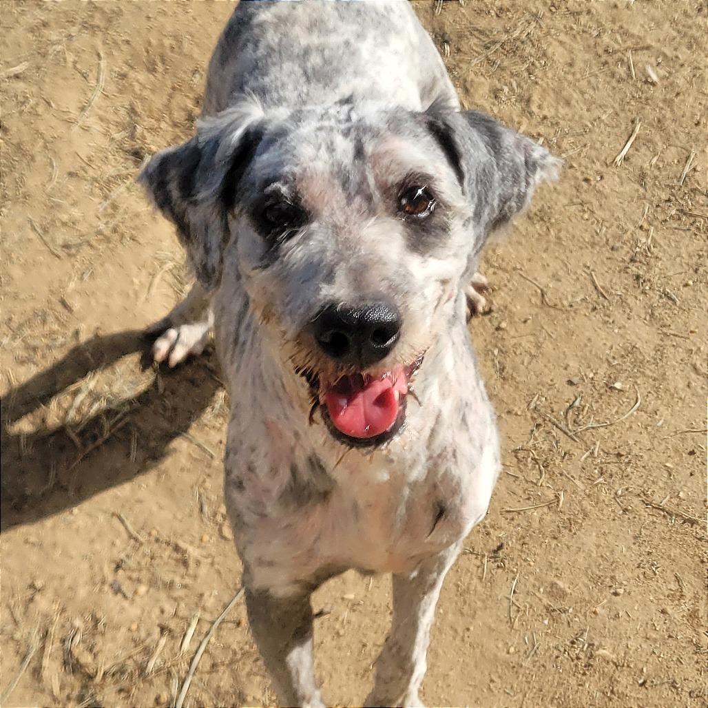 Rocky, Adoptable, Adult Male Standard Poodle & Schnauzer.