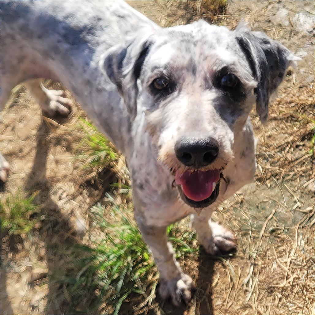 Rocky, a Adoptable mixed breed in West Point, MS image 2/6