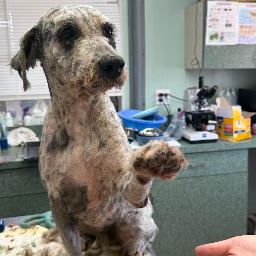 Rocky, a Adoptable mixed breed in West Point, MS image 3/6
