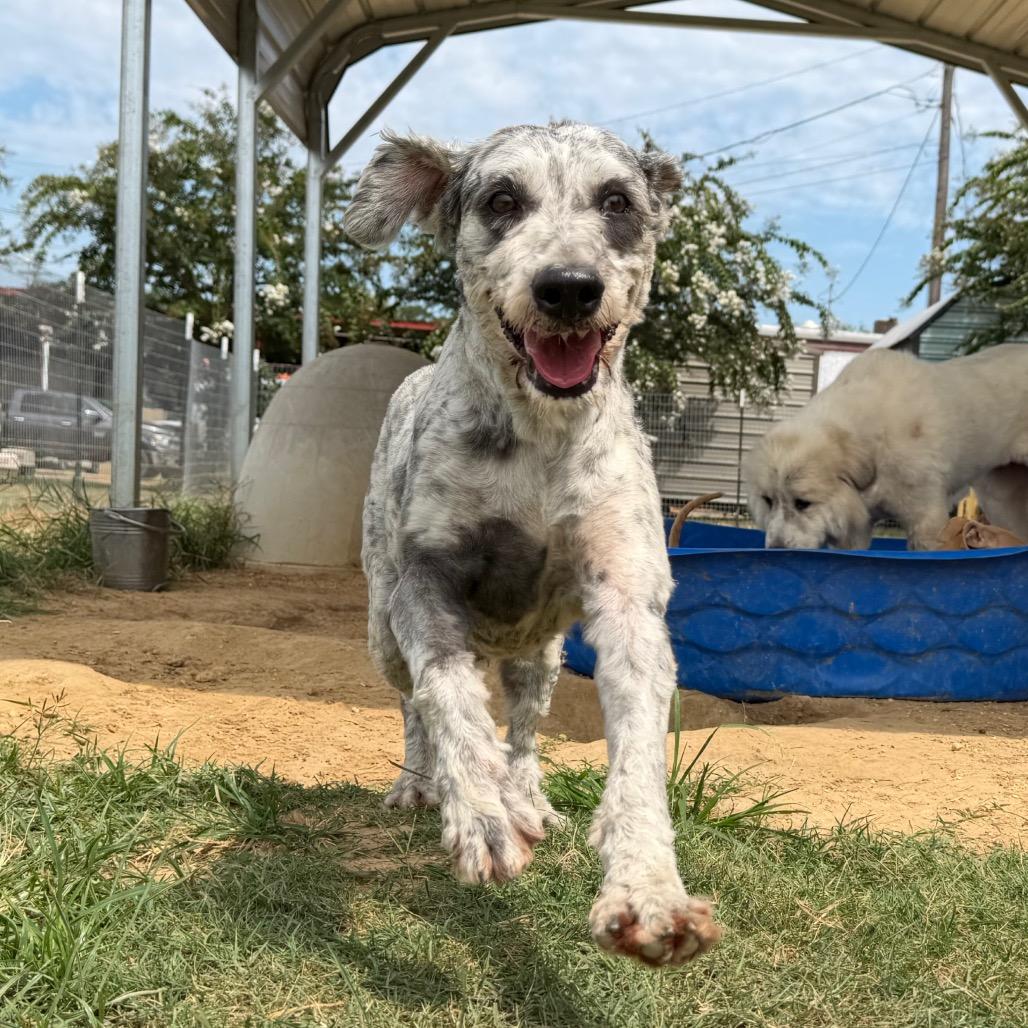 Rocky, a Adoptable mixed breed in West Point, MS image 4/6