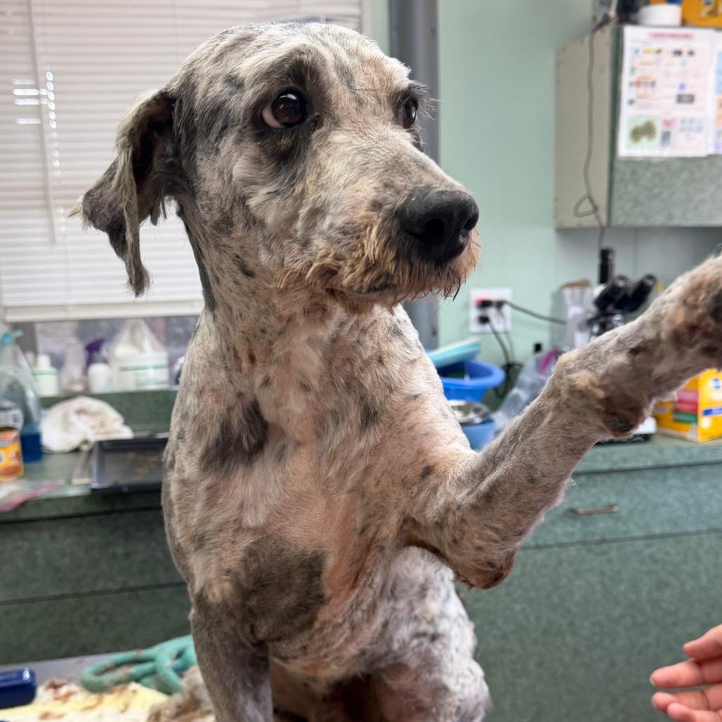 Rocky, a Adoptable mixed breed in West Point, MS image 5/6