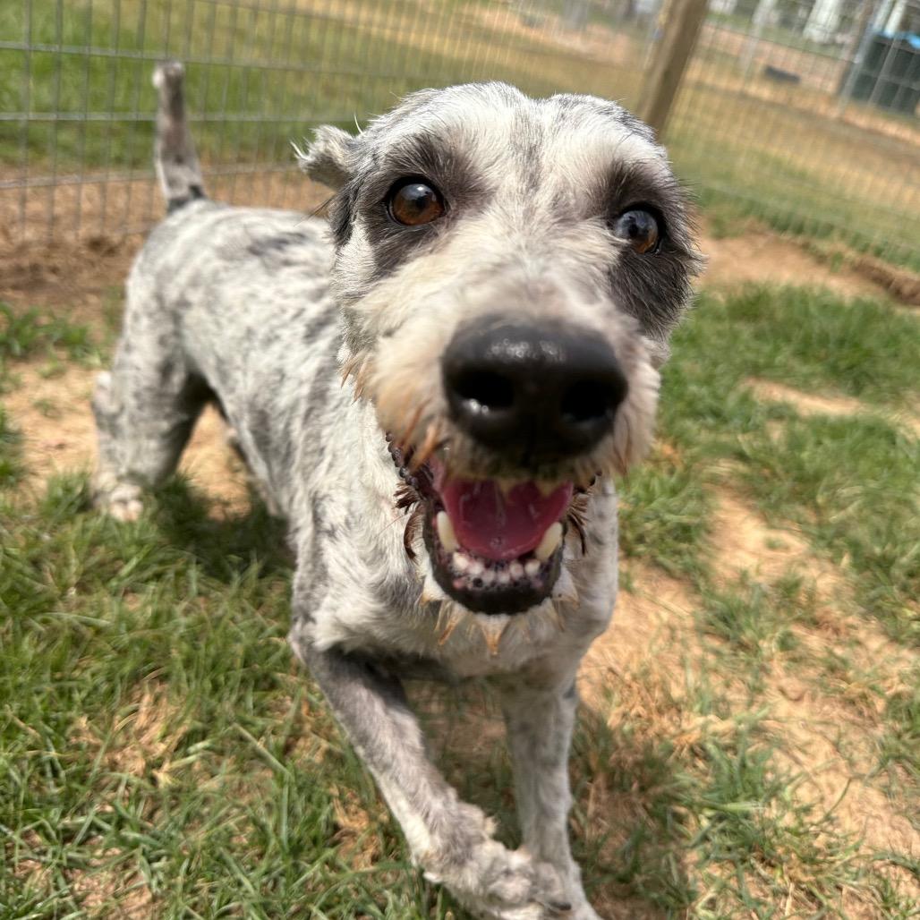 Rocky, a Adoptable mixed breed in West Point, MS image 6/6