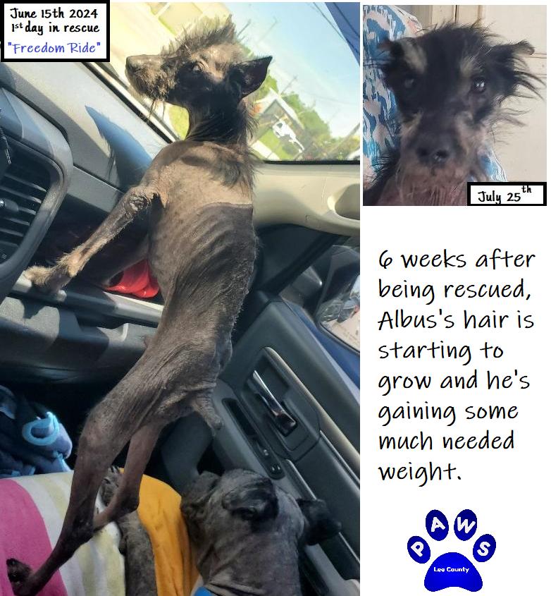 Albus, a Adoptable Schnauzer in North Fort Myers, FL image 2/4