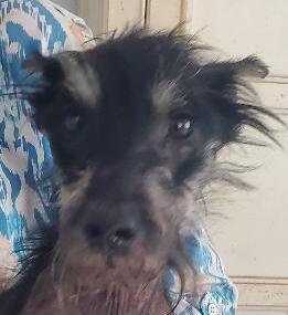 Albus, a Adoptable Schnauzer in North Fort Myers, FL image 3/4