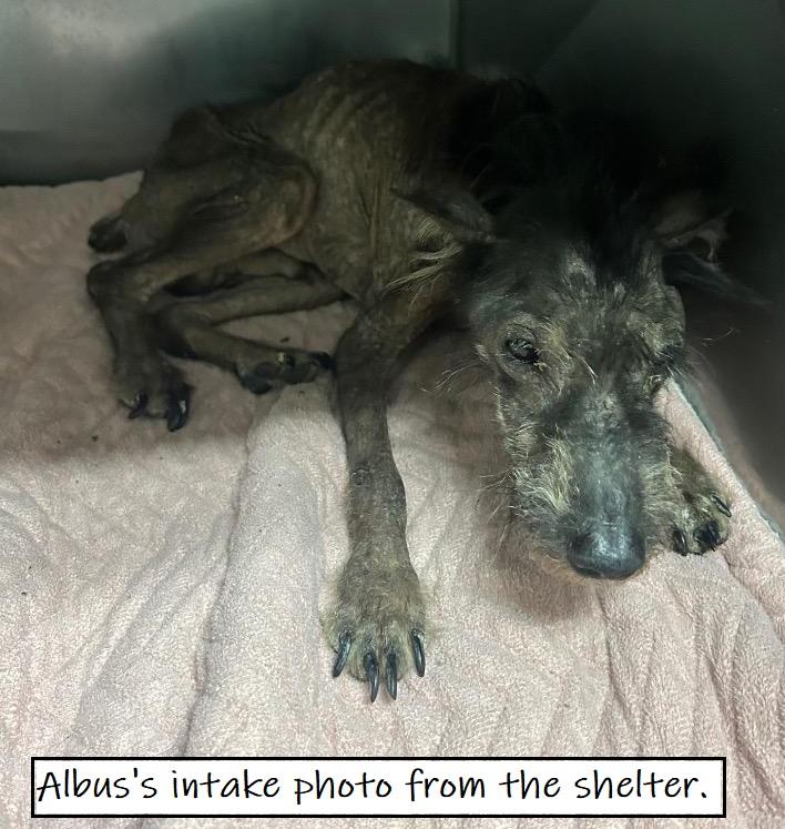 Albus, a Adoptable Schnauzer in North Fort Myers, FL image 4/4