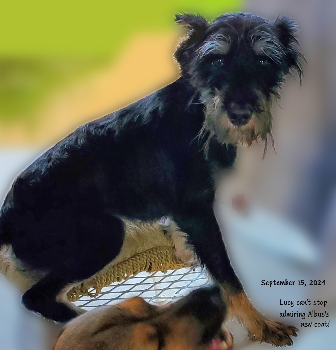 Albus, a Adoptable Schnauzer in North Fort Myers, FL image 1/4