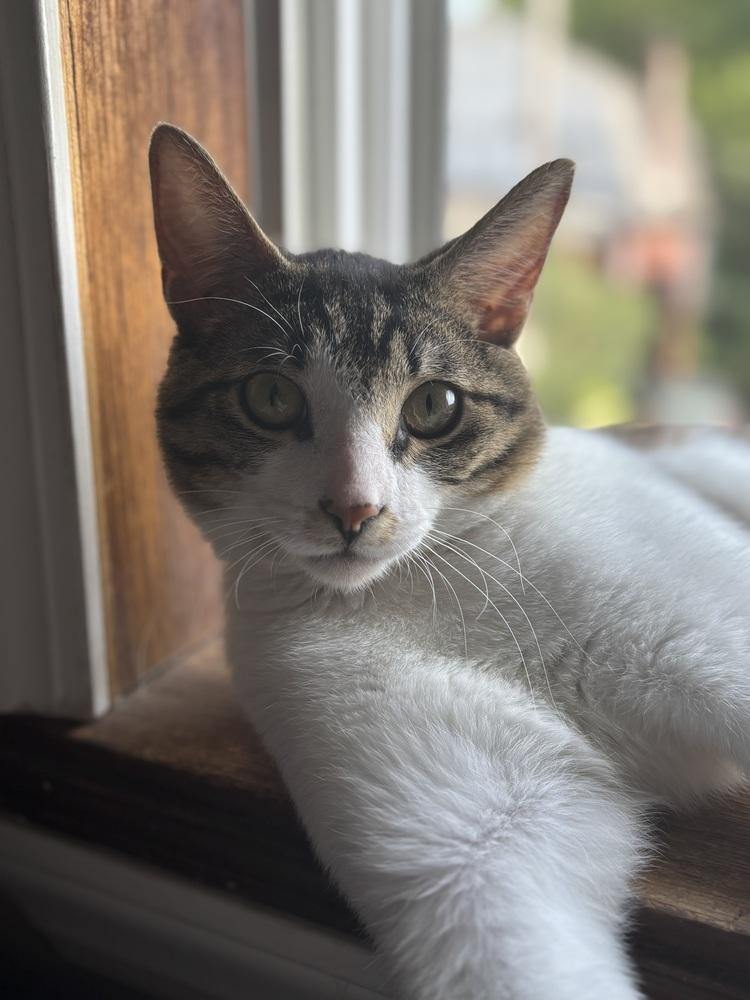 Enlarge Hobo, a Adoptable Domestic Short Hair in Springdale, PA image 1/3