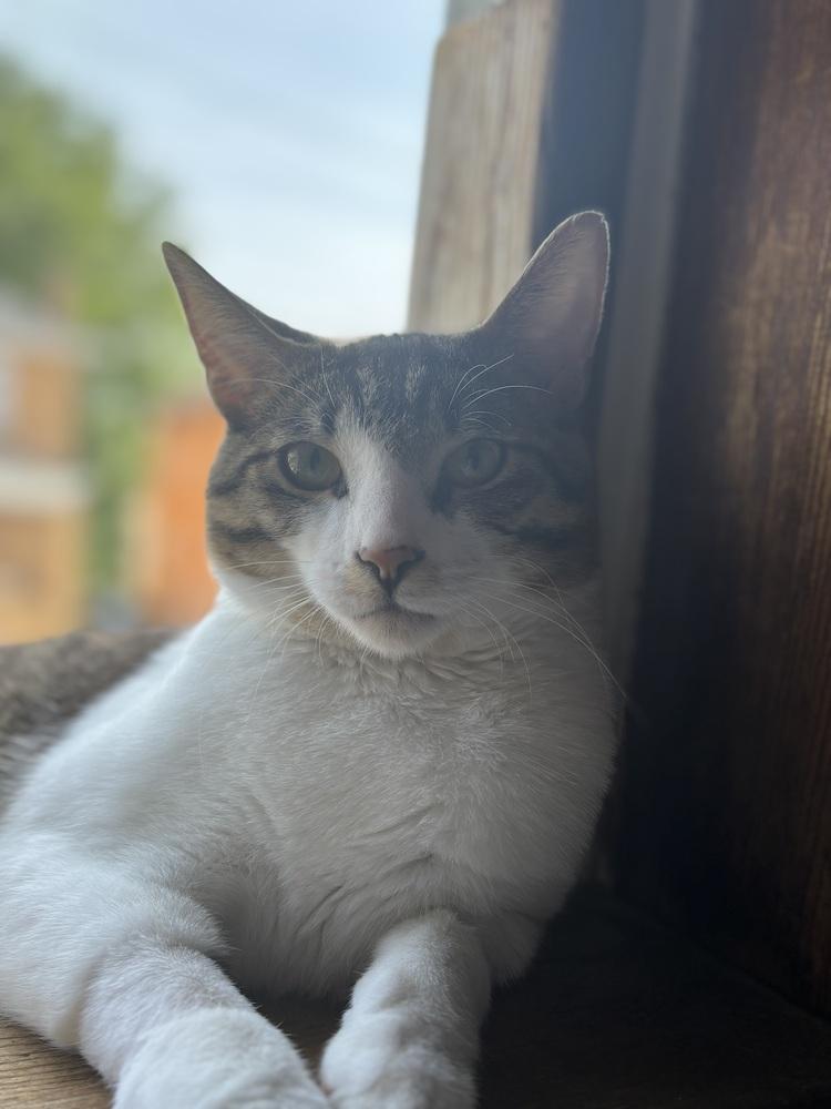 Enlarge Hobo, a Adoptable Domestic Short Hair in Springdale, PA image 2/3