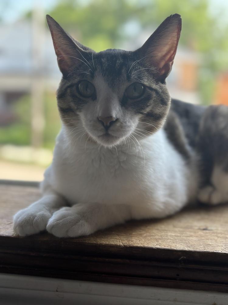 Hobo, Adoptable, Young Male Domestic Short Hair.