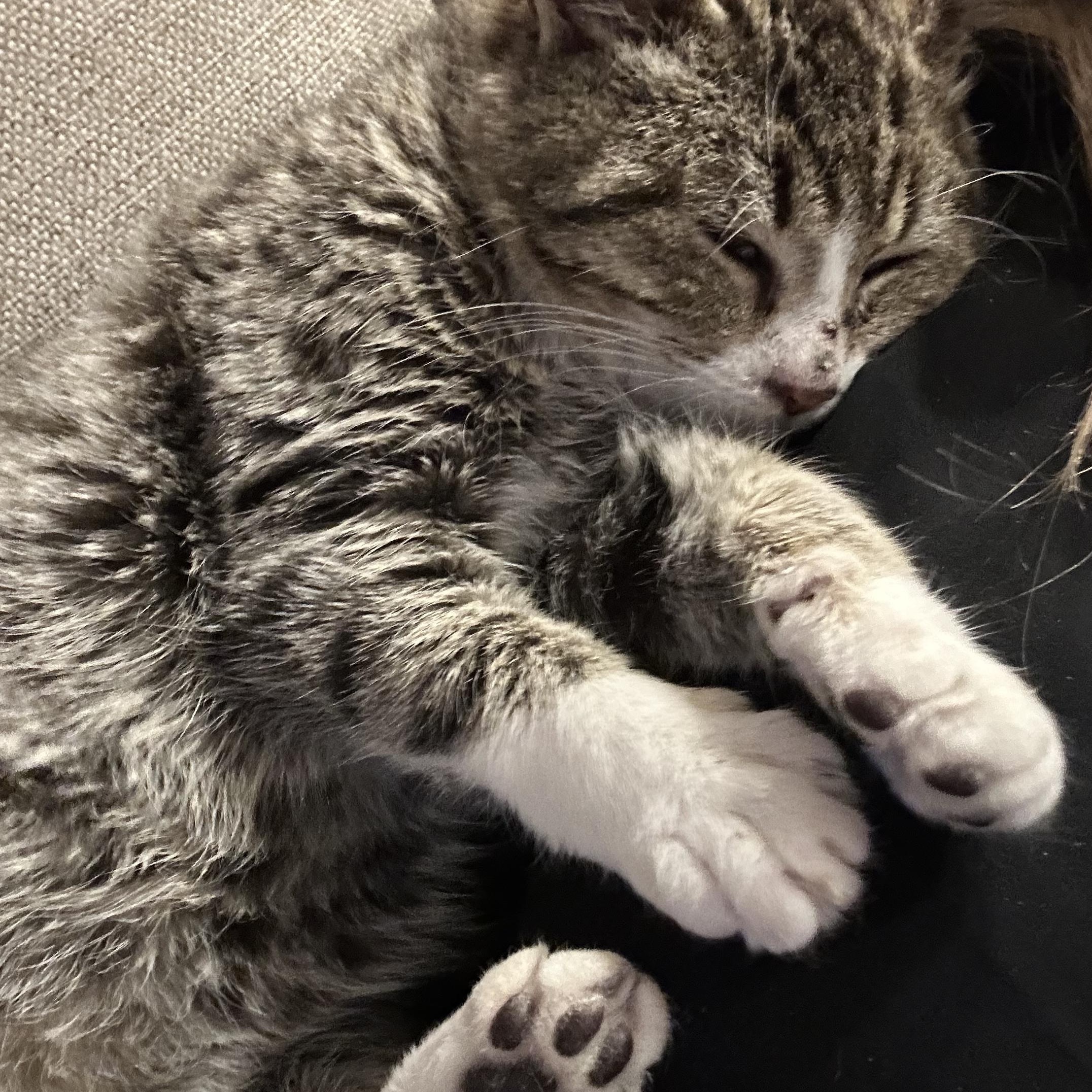 Enlarge Olaf, an adopted American Shorthair in Lilburn, GA image 5/6