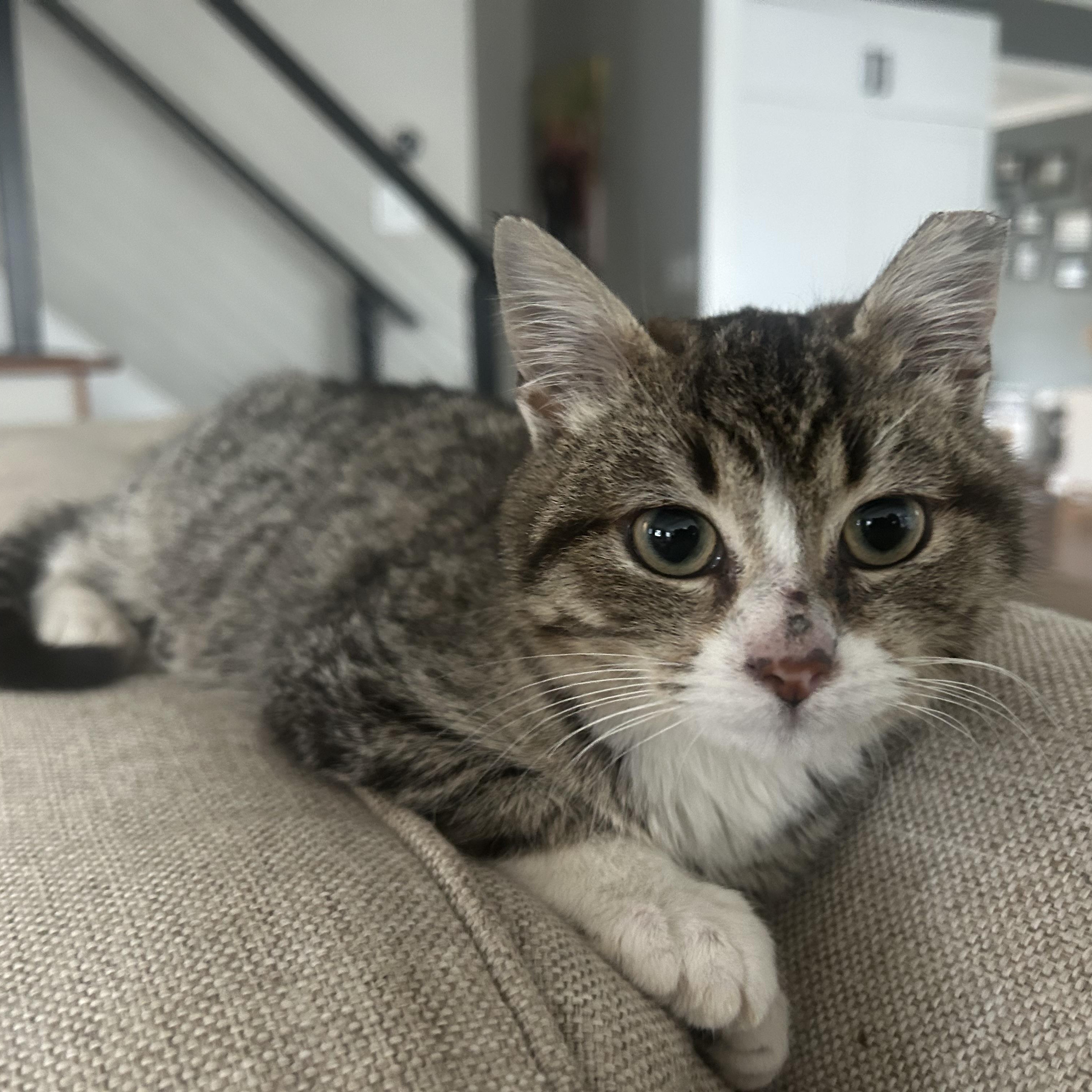 Olaf, adopted, Kitten Male American Shorthair.