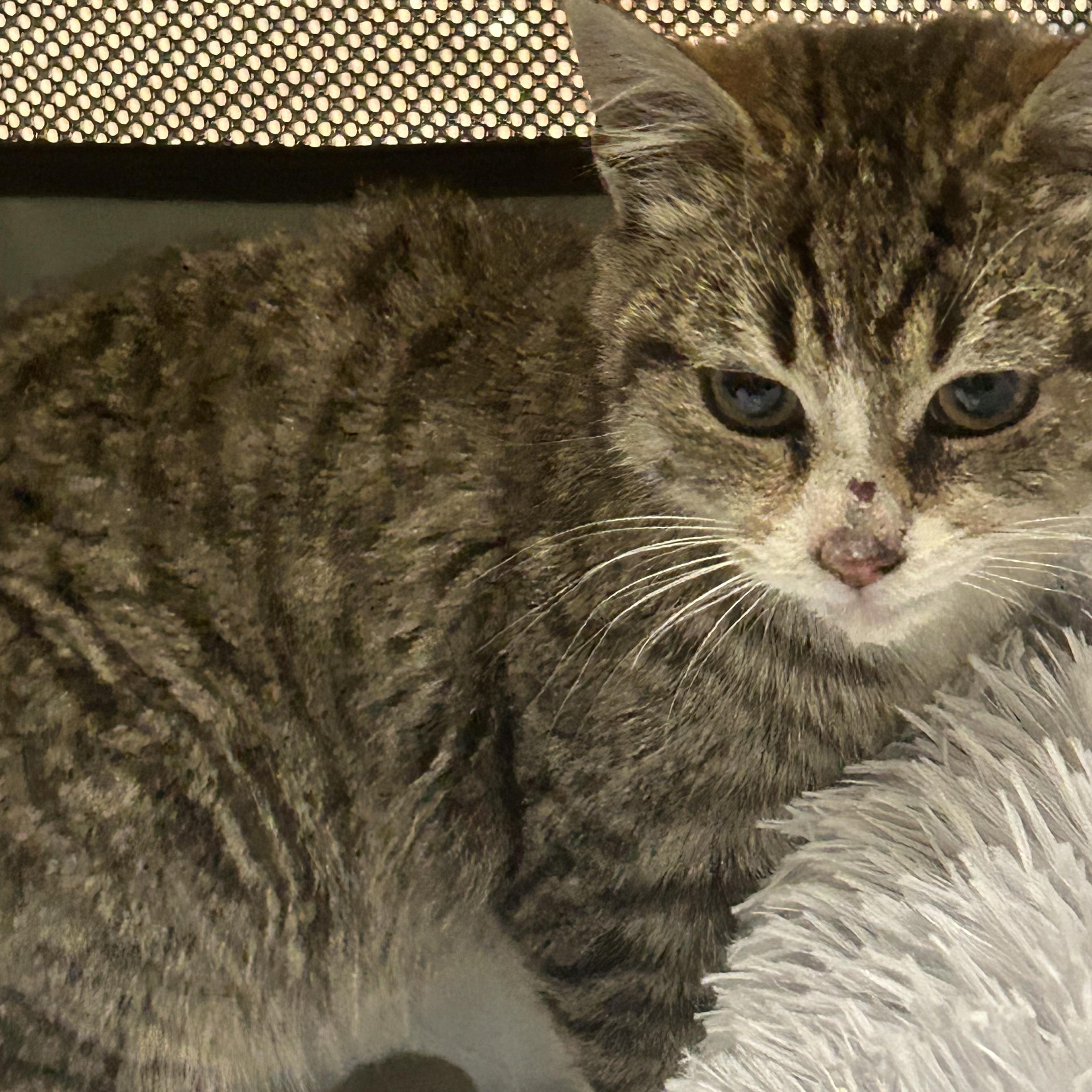 Enlarge Elsa, a ADOPTABLE American Shorthair in Lilburn, GA image 2/3