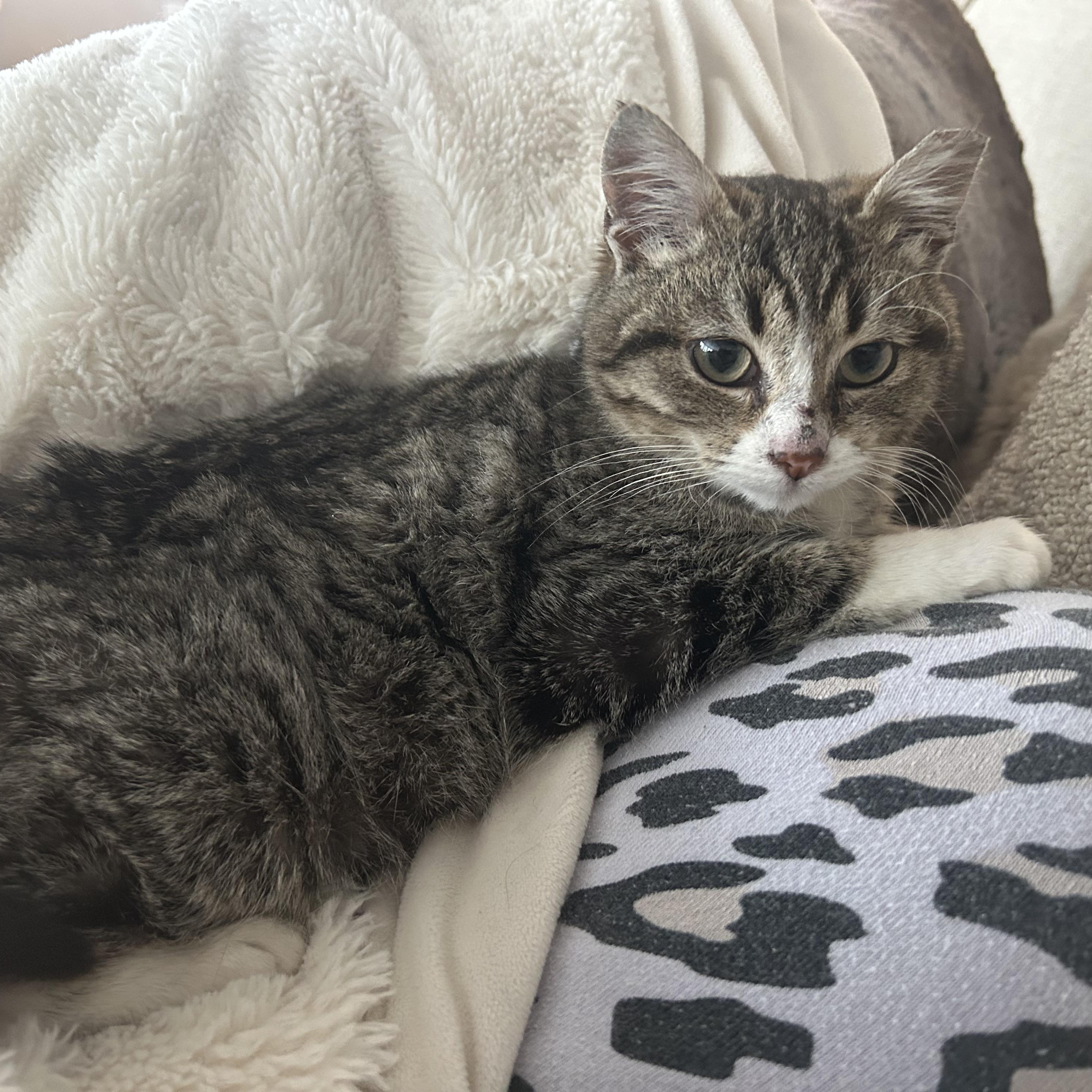 Enlarge Olaf, an adopted American Shorthair in Lilburn, GA image 6/6