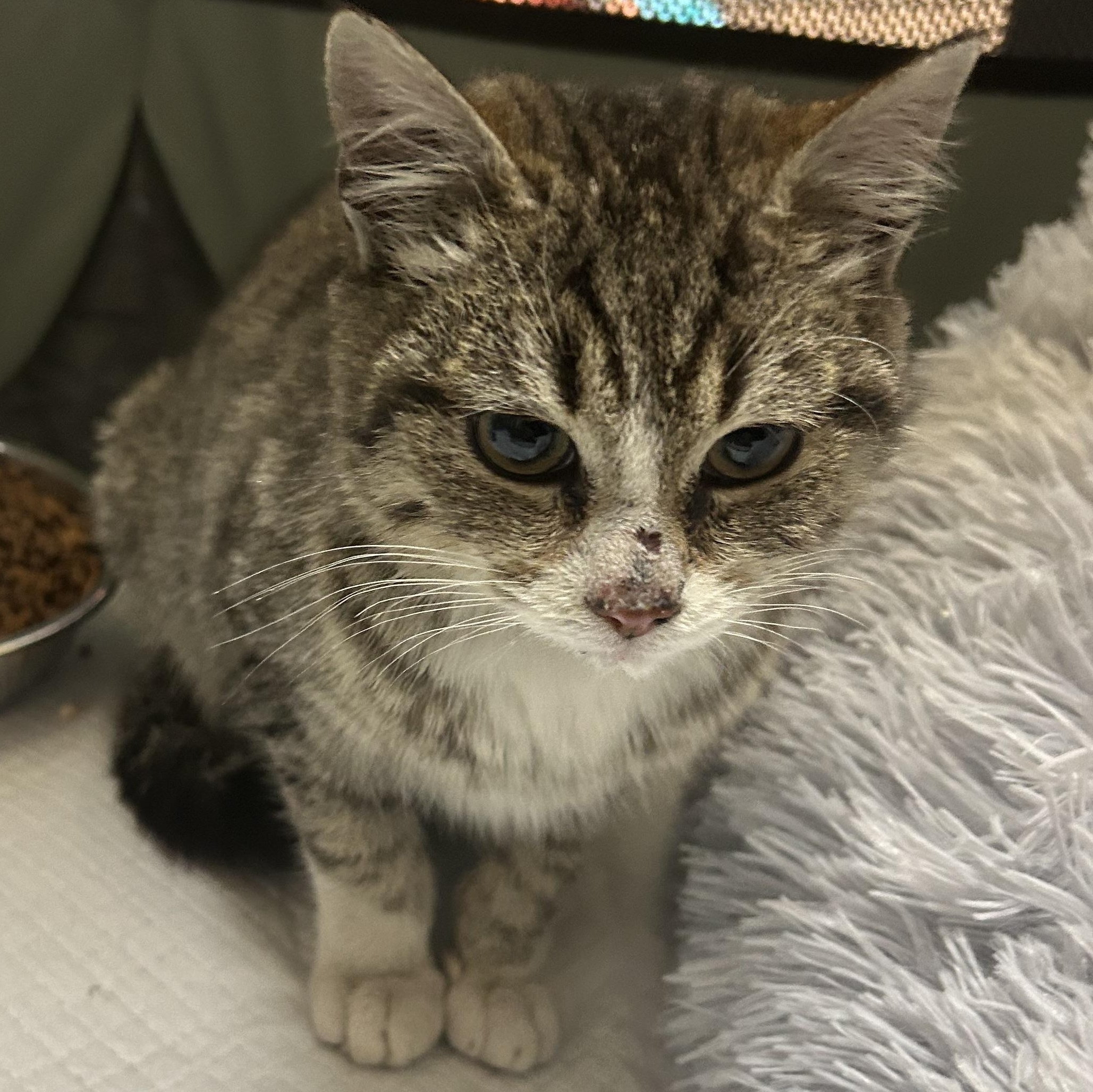 Elsa, ADOPTABLE, Kitten Female American Shorthair.