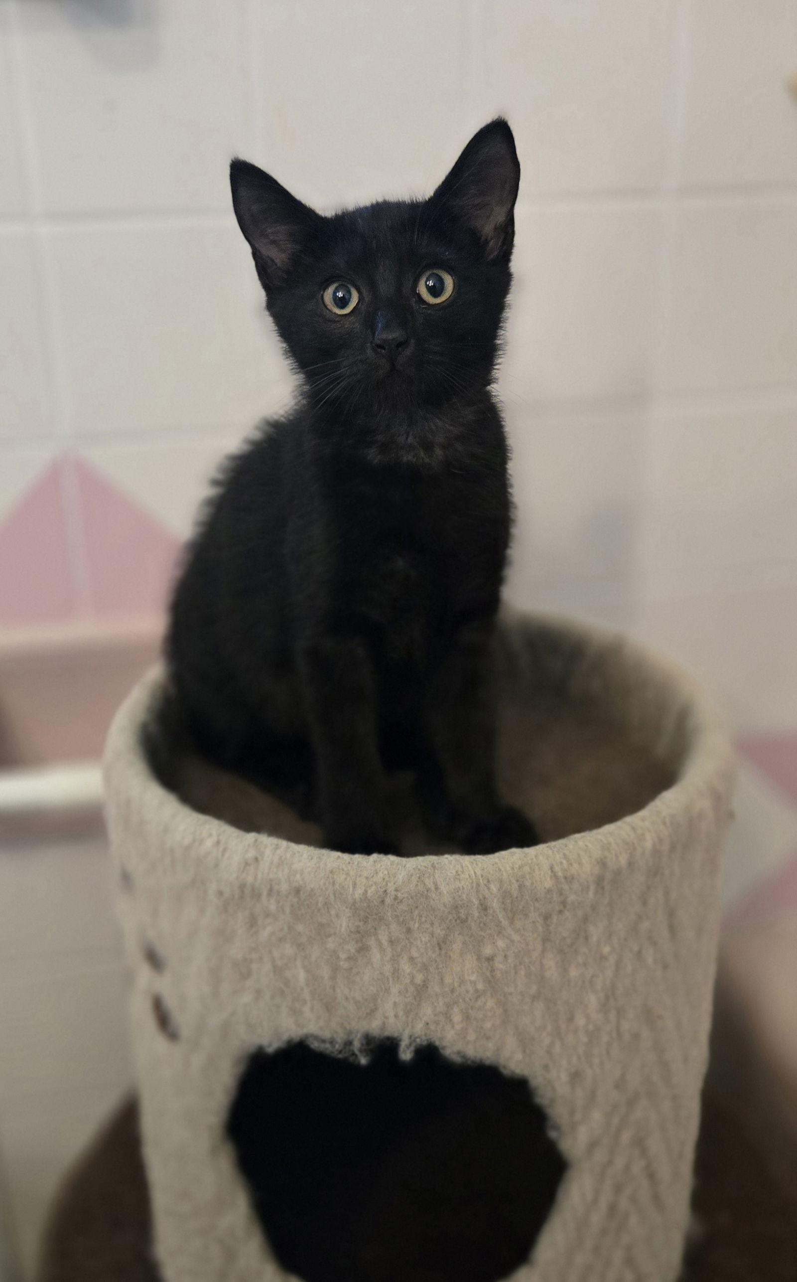 Enlarge Salazar, a Adopted Domestic Short Hair in Decatur, GA image 1/3