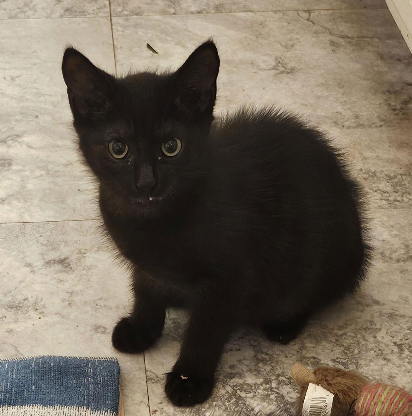 Enlarge Salazar, a Adopted Domestic Short Hair in Decatur, GA image 2/3