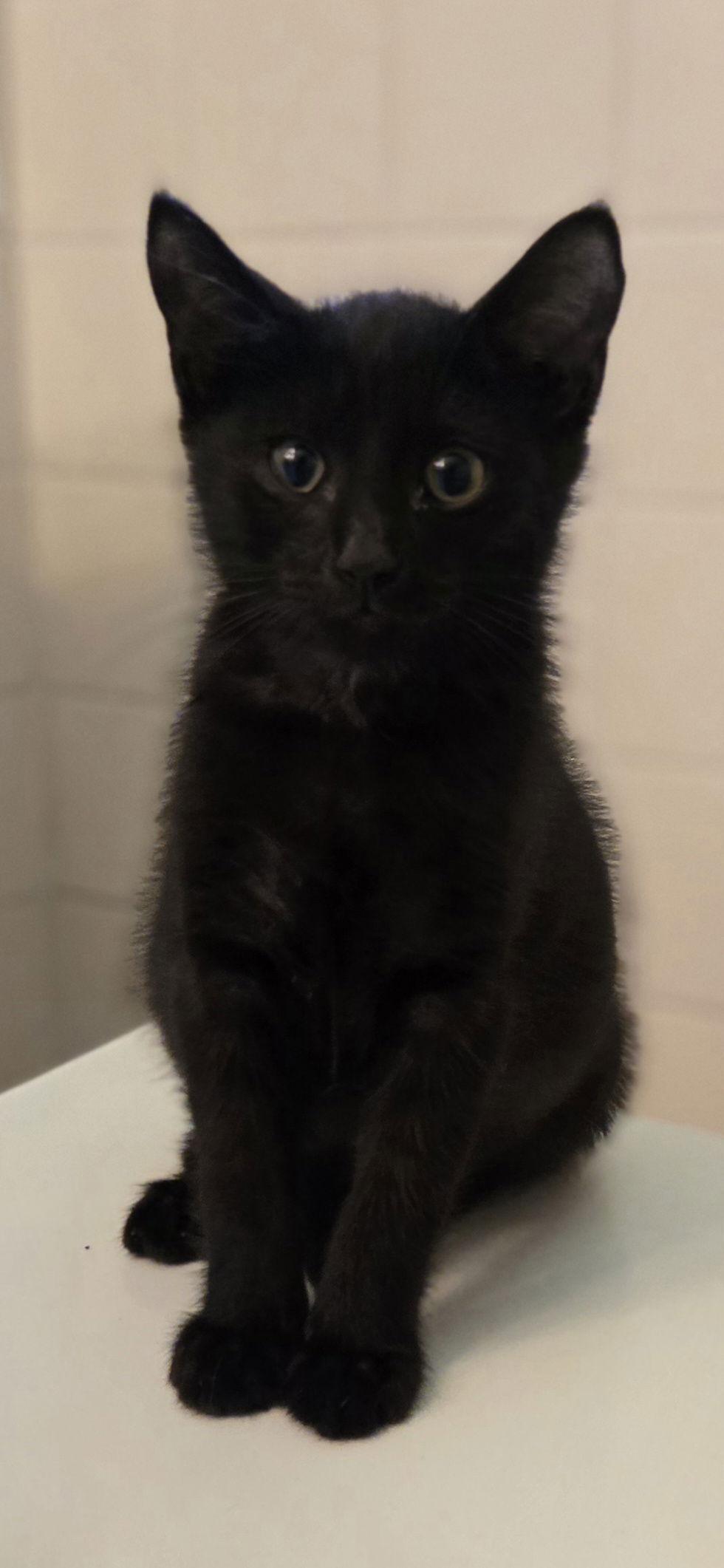 Enlarge Salazar, a Adopted Domestic Short Hair in Decatur, GA image 3/3