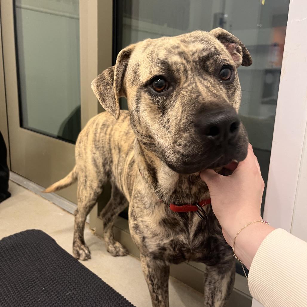 Atalie, Adoptable, Adult Female Mixed Breed.