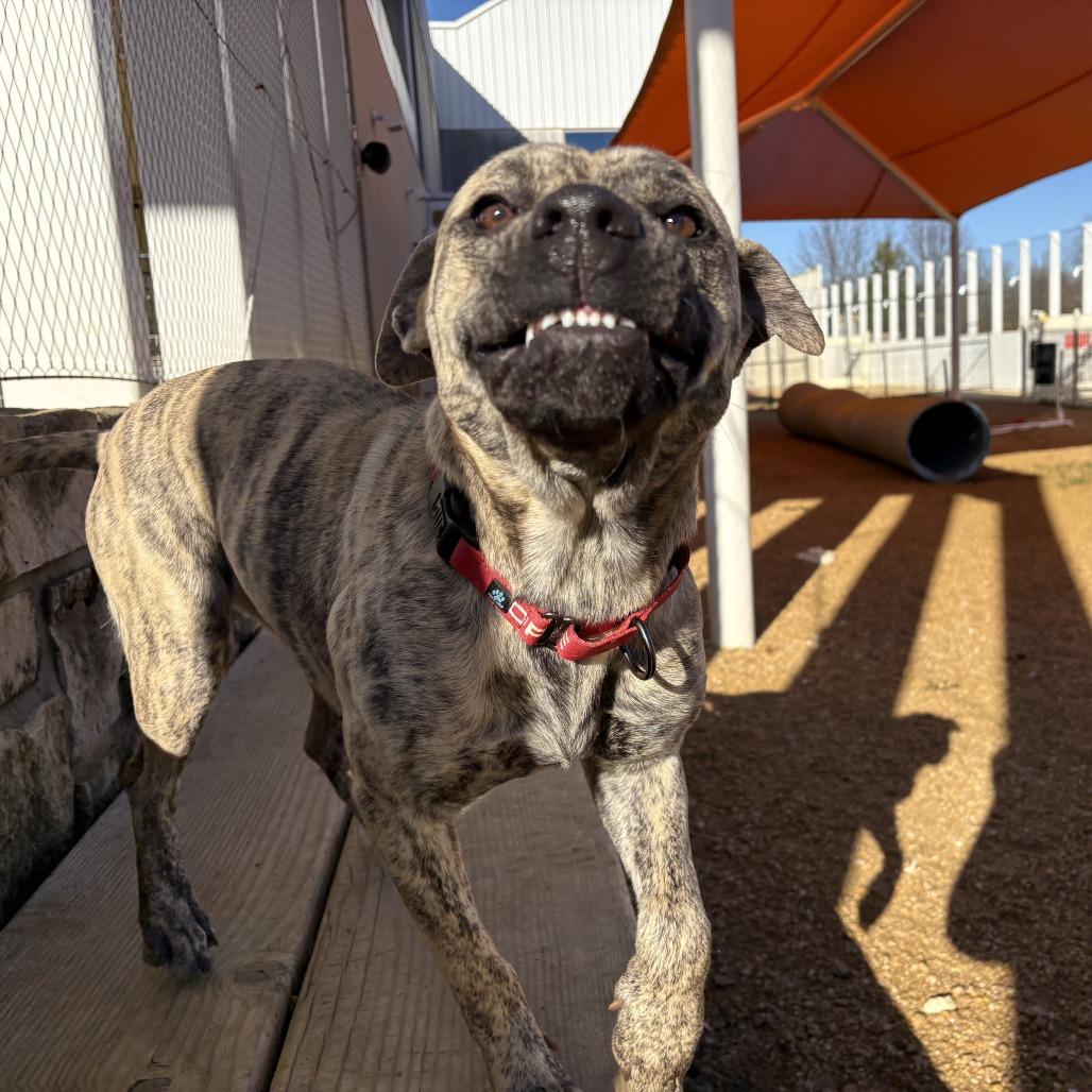 Enlarge Atalie, a Adoptable Mixed Breed in Bentonville, AR image 3/6