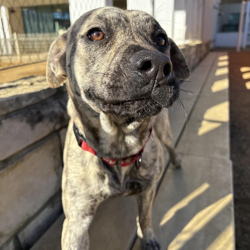 Enlarge Atalie, a Adoptable Mixed Breed in Bentonville, AR image 4/6