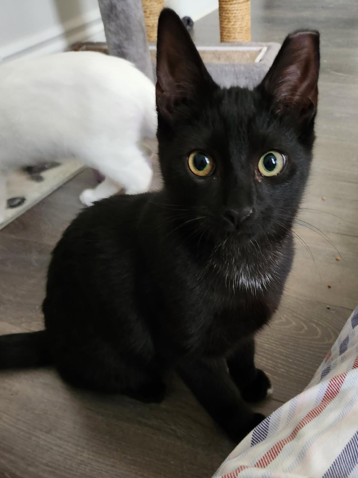 Isaac 16 wks, a Adoptable Domestic Short Hair in London, ON image 2/3