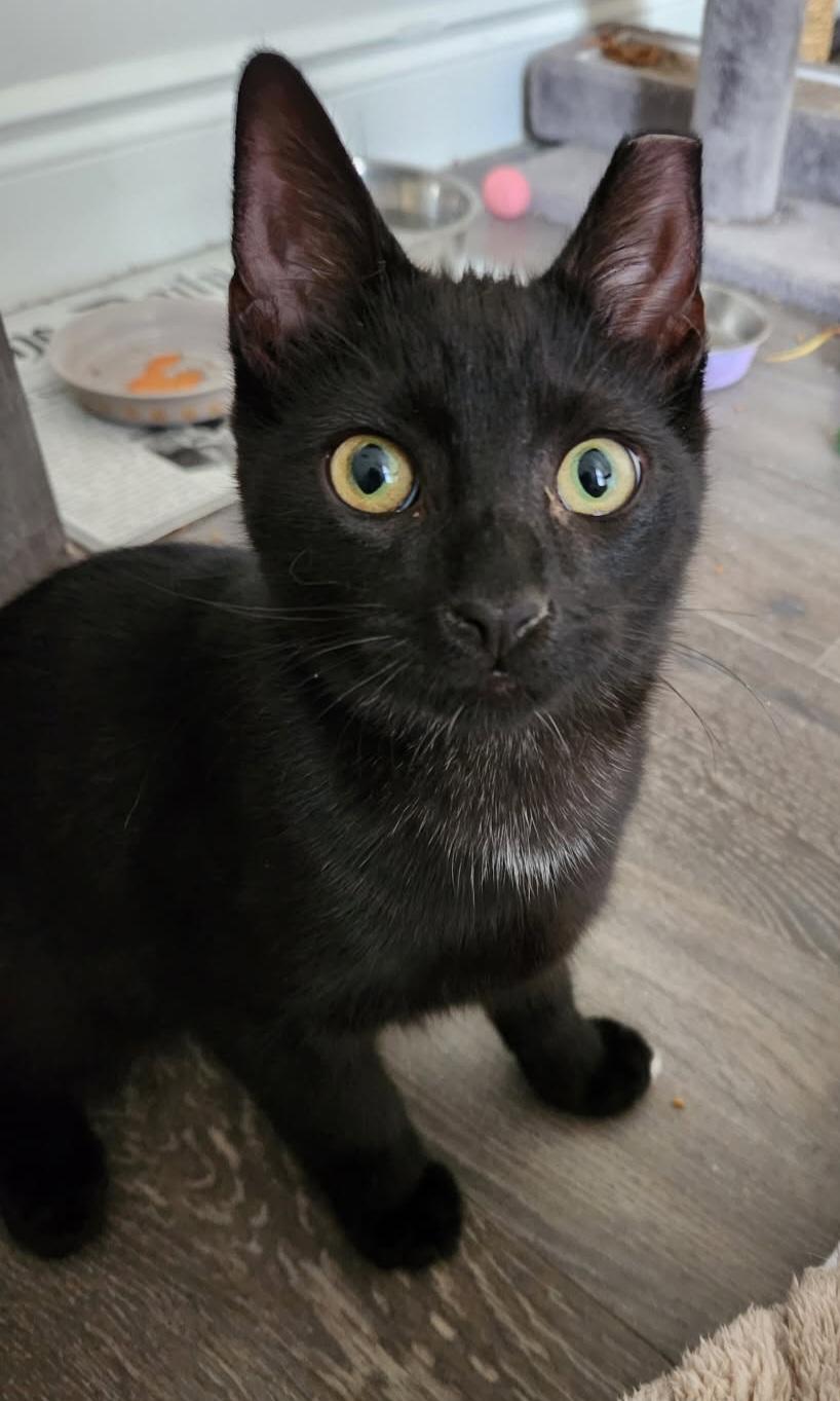 Isaac 16 wks, a Adoptable Domestic Short Hair in London, ON image 3/3