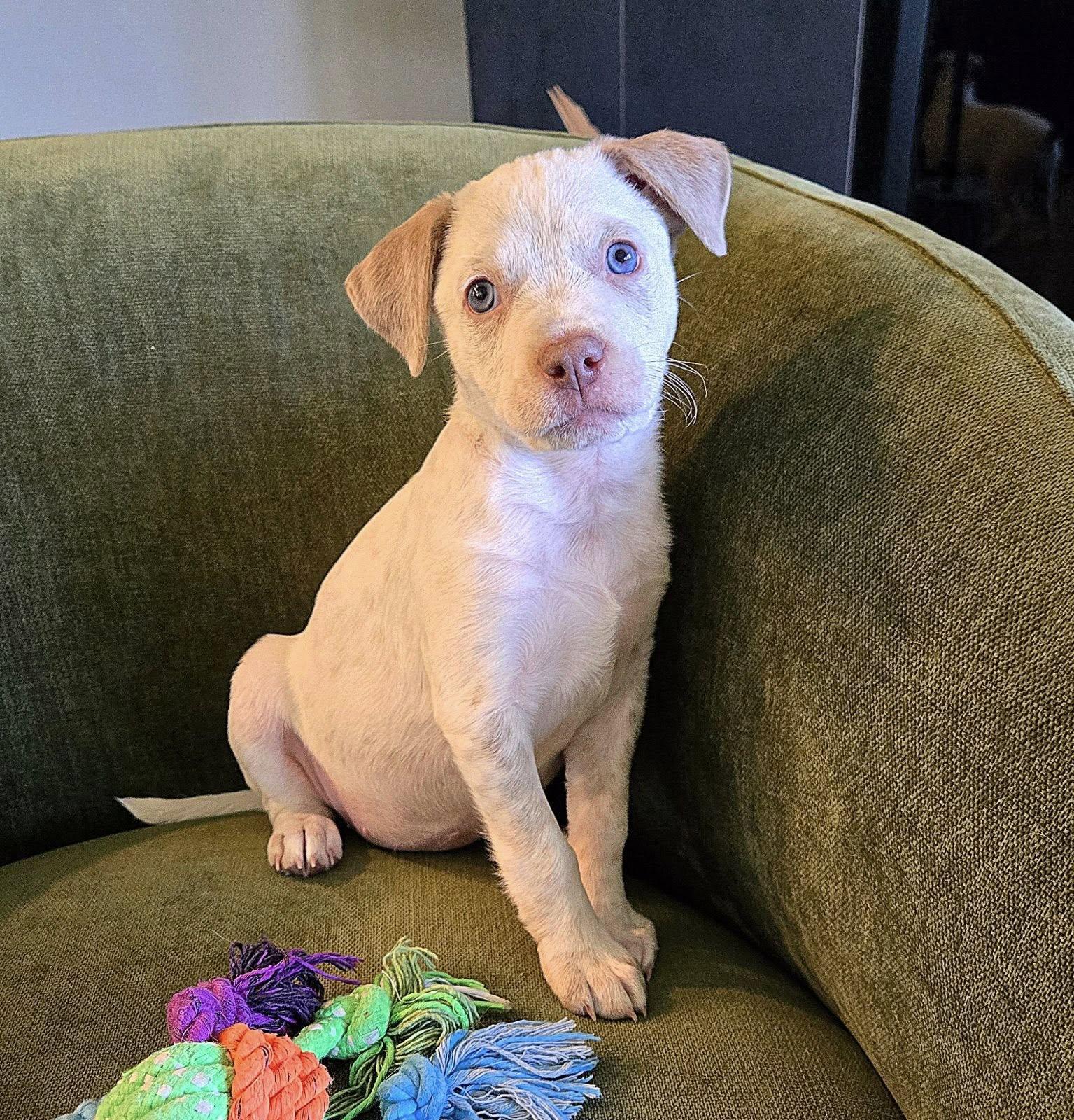 Everest, Adoptable, Puppy Female Terrier.