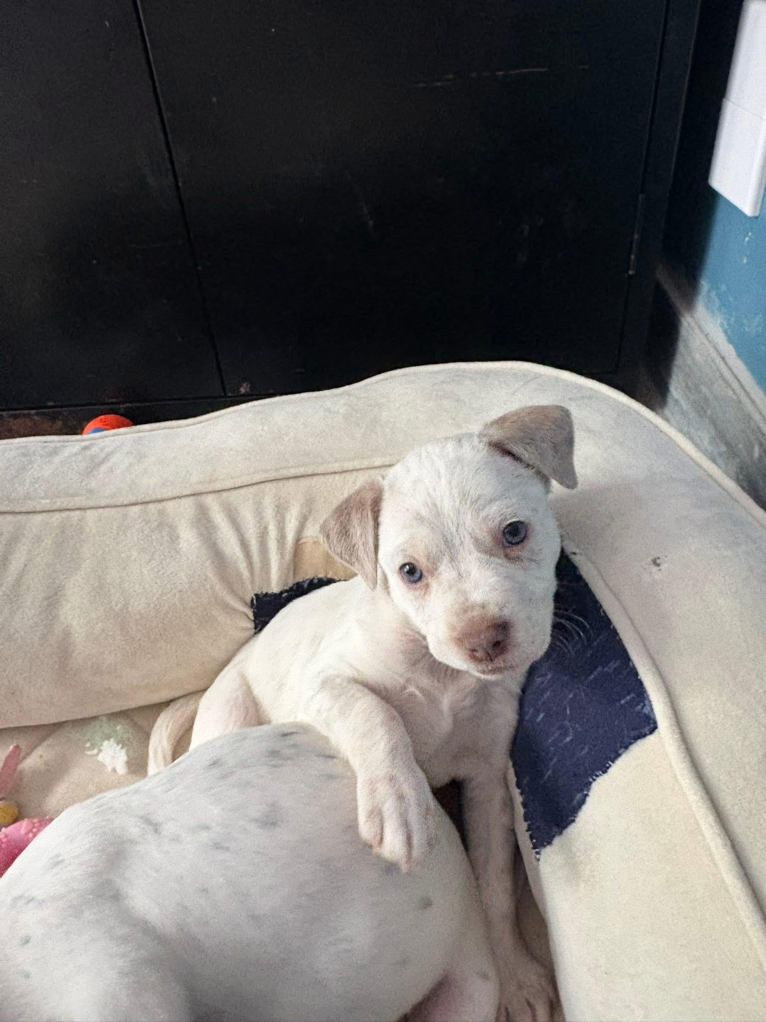 Everest, a Adoptable mixed breed in Berlin, NJ image 2/3