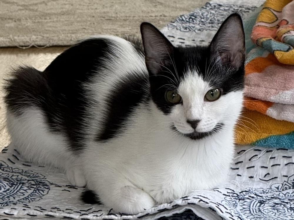 Tiny, Adoptable, Young Female Domestic Short Hair.