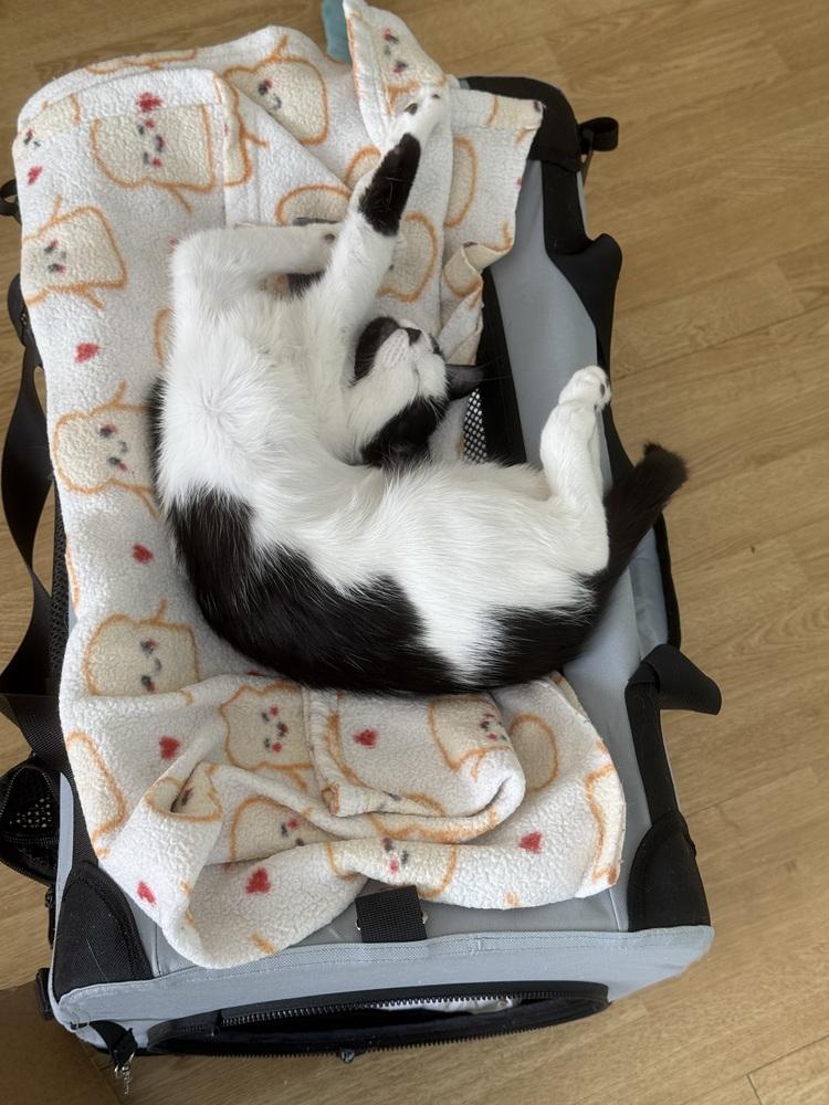 Enlarge Tiny, a Adoptable mixed breed in Greensboro, NC image 2/6