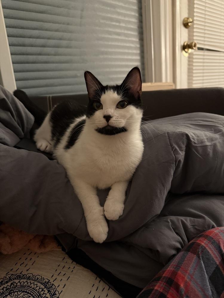 Tiny, Adoptable, Young Female Domestic Short Hair.