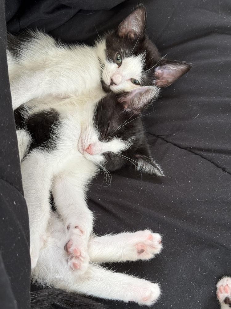 Enlarge Tiny, a Adoptable mixed breed in Greensboro, NC image 3/6