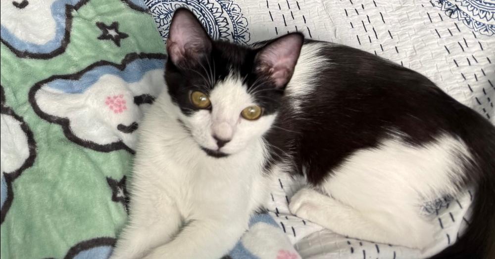 Tiny, Adoptable, Young Female Domestic Short Hair.