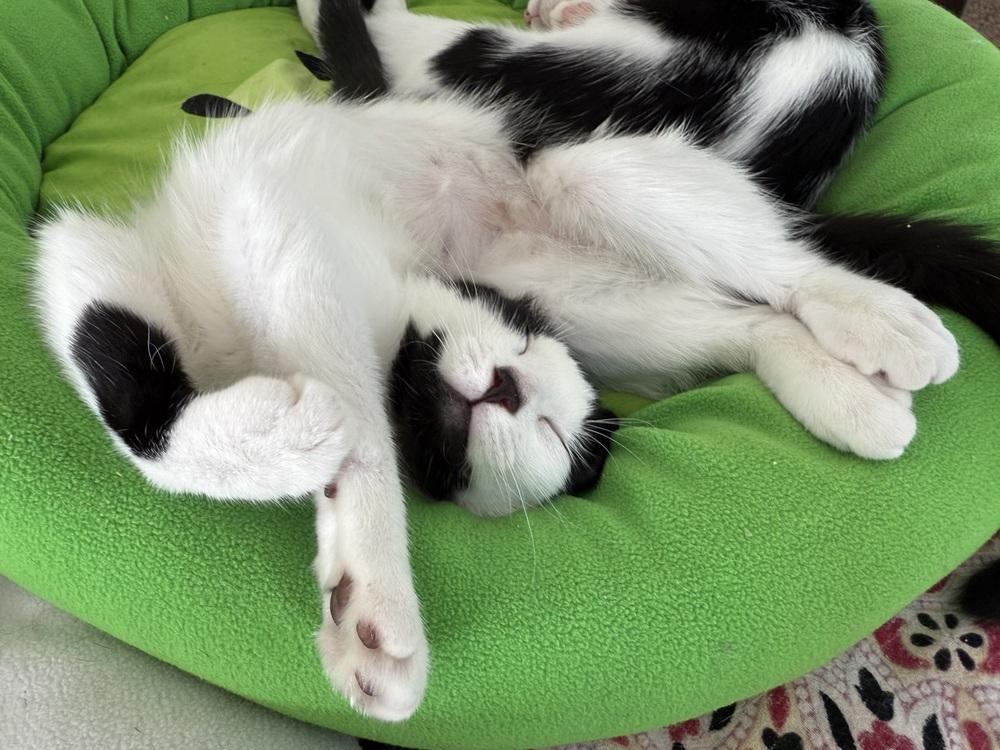 Tiny, Adoptable, Young Female Domestic Short Hair.