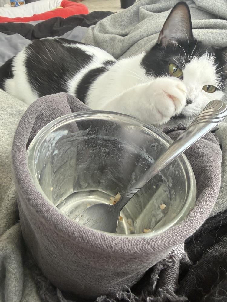 Enlarge Tiny, a Adoptable mixed breed in Greensboro, NC image 4/6