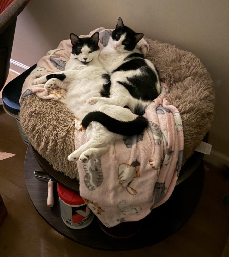 Enlarge Tiny, a Adoptable mixed breed in Greensboro, NC image 5/6