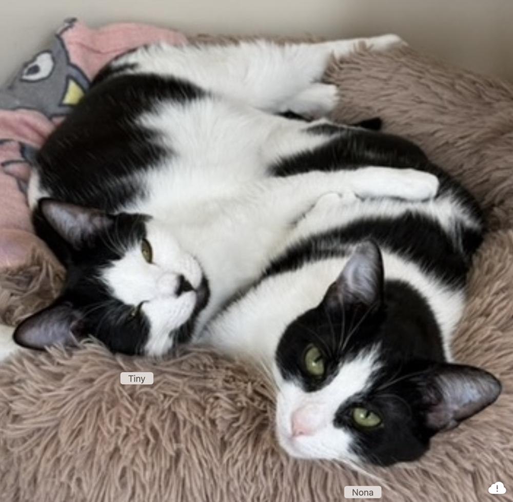 Enlarge Tiny, a Adoptable mixed breed in Greensboro, NC image 6/6