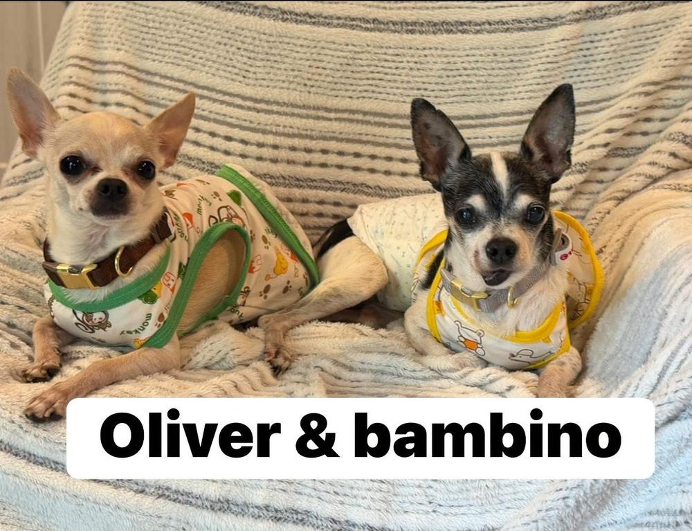 Oliver, Adoptable, Senior Male Chihuahua.