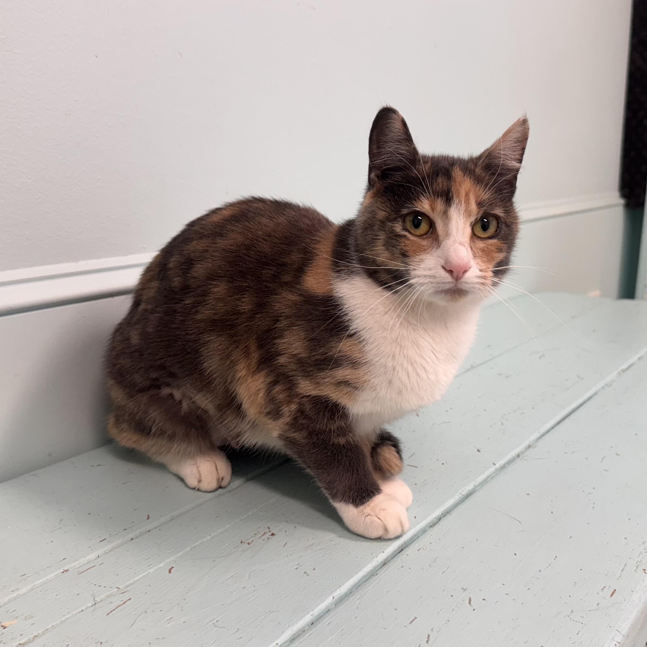 Josie, a Adoptable Dilute Calico in East Northport, NY image 1/5