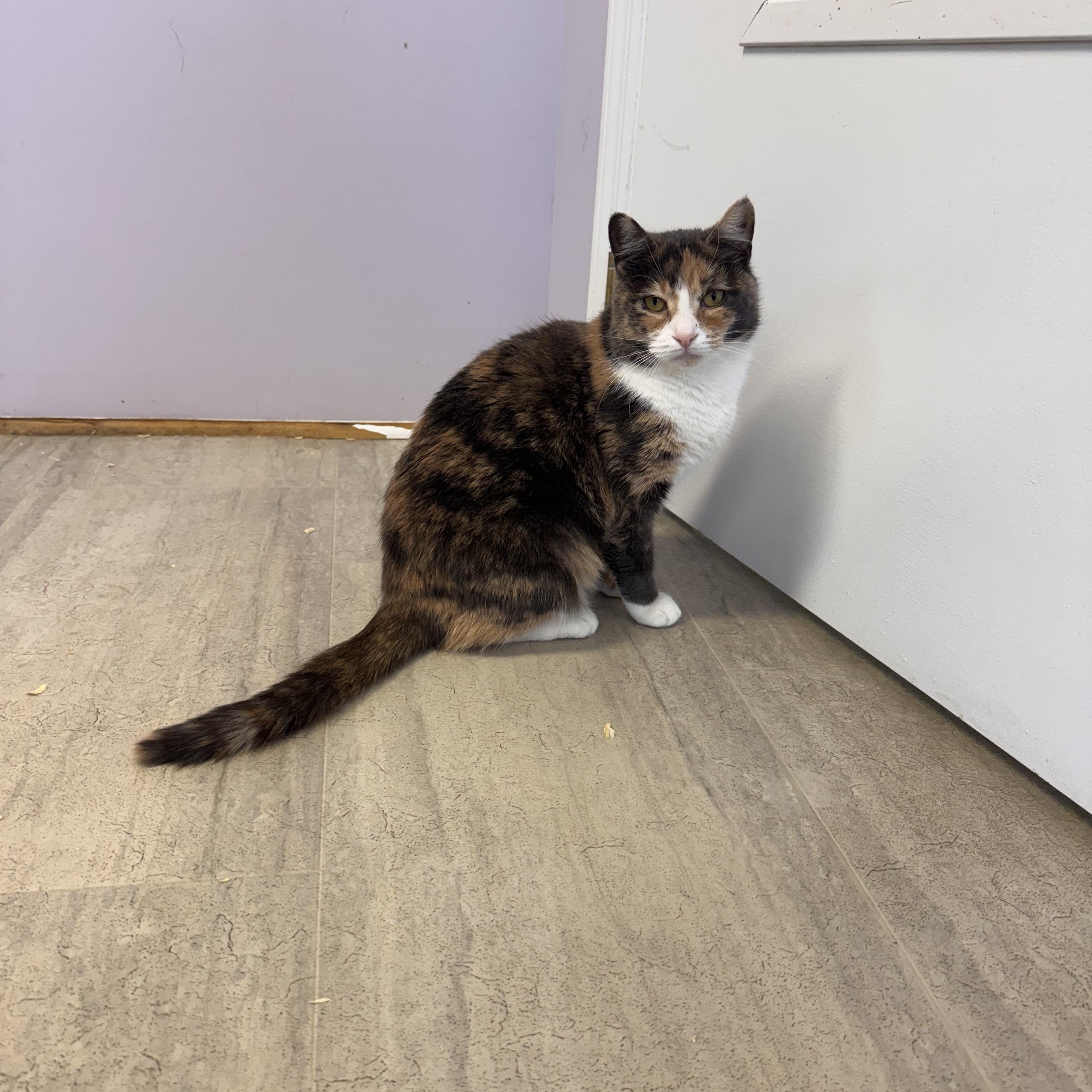 Josie, a Adoptable Dilute Calico in East Northport, NY image 6/6