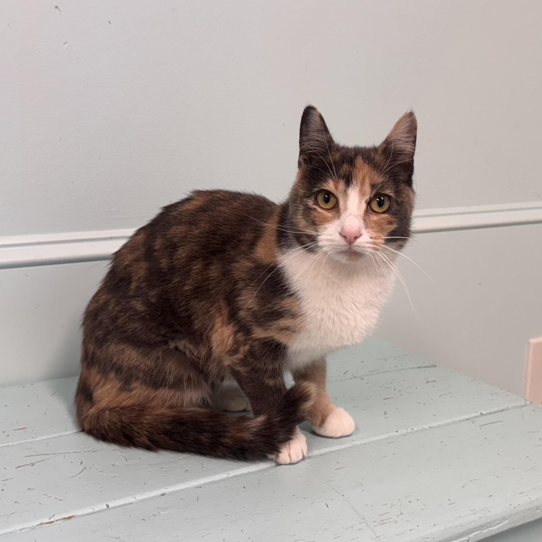 Josie, a Adoptable Dilute Calico in East Northport, NY image 2/5