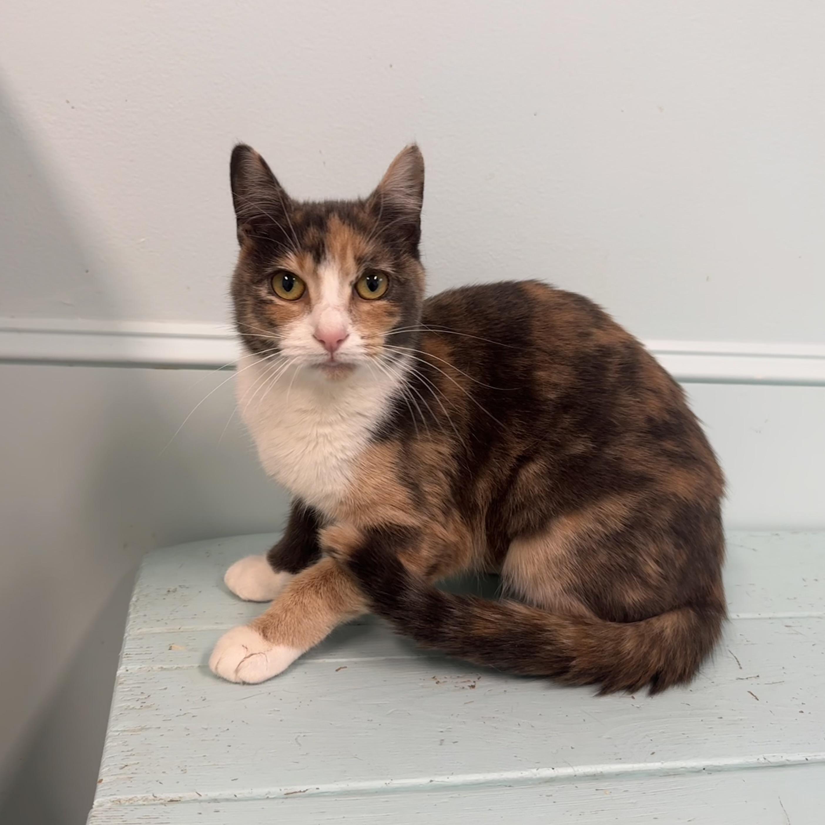 Josie, a Adoptable Dilute Calico in East Northport, NY image 3/5