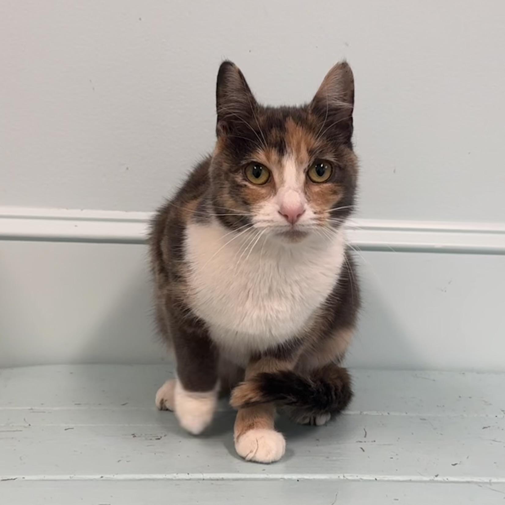Josie, a Adoptable Dilute Calico in East Northport, NY image 4/5