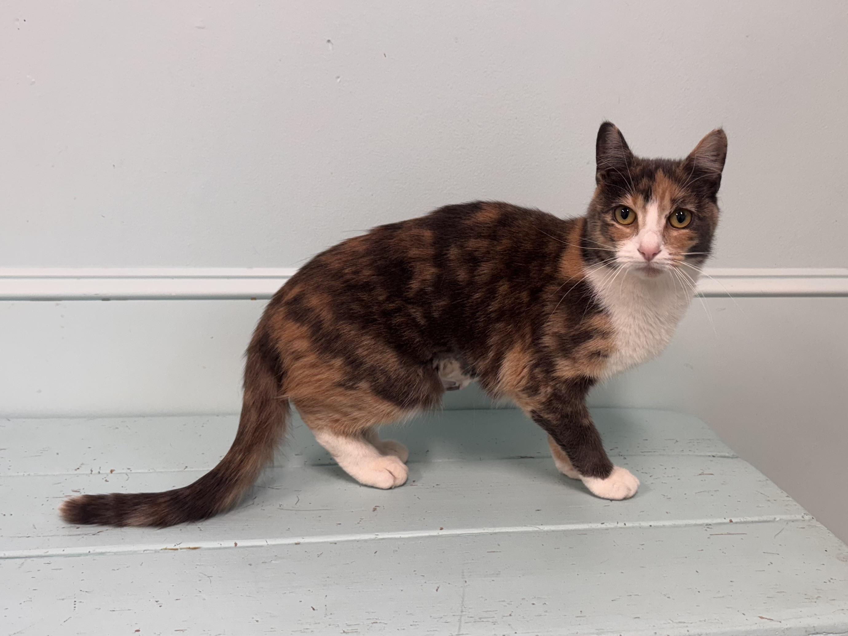 Josie, a Adoptable Dilute Calico in East Northport, NY image 5/5