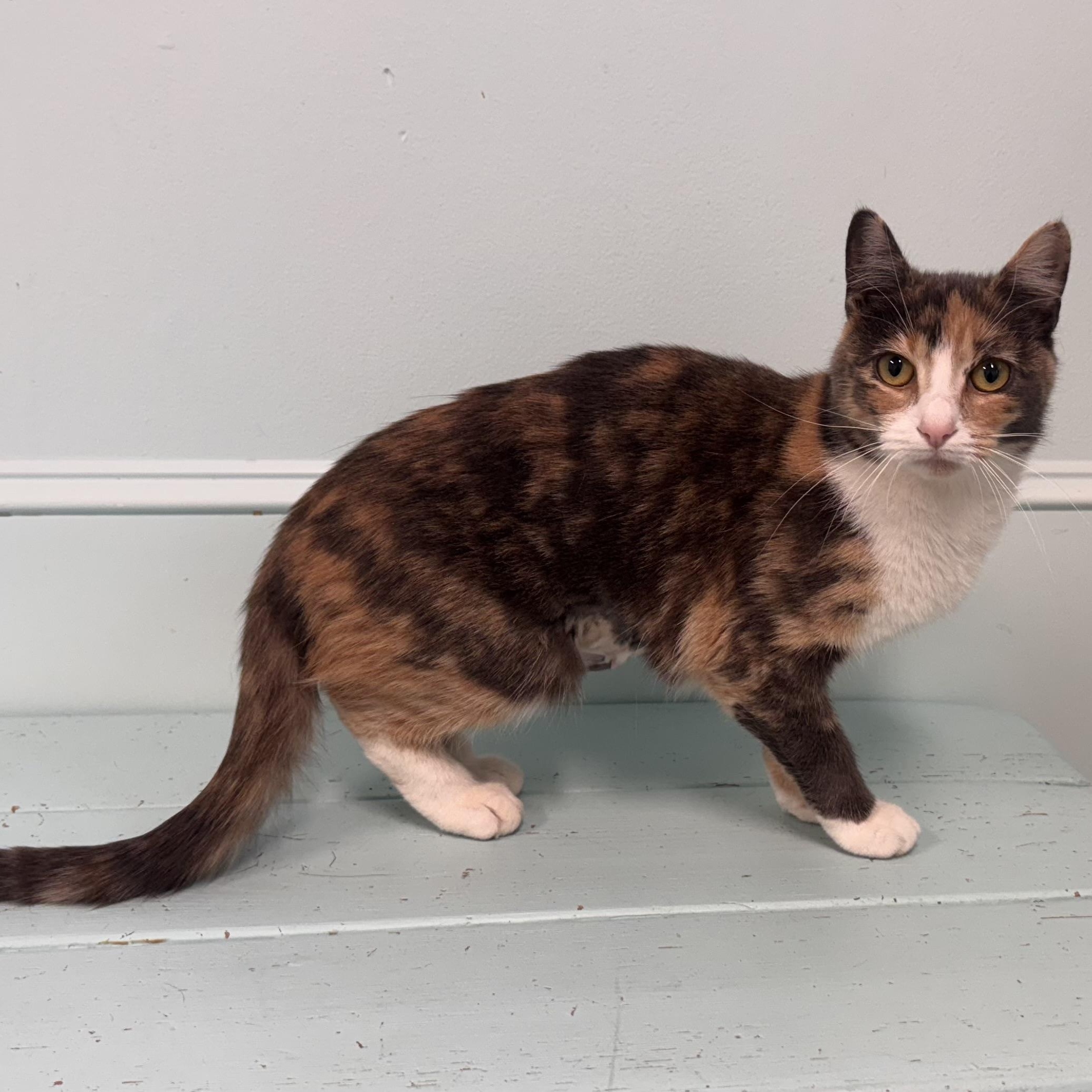 Josie, a Adoptable Dilute Calico in East Northport, NY image 5/6