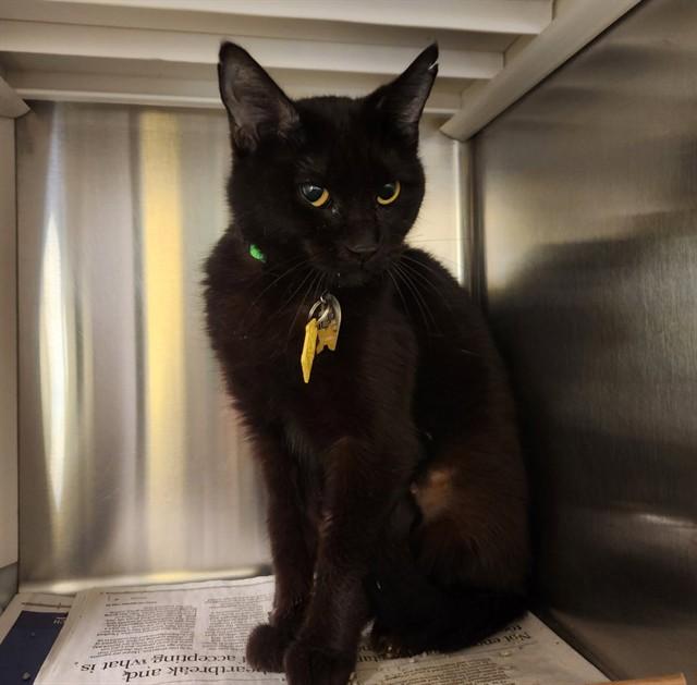 Enlarge KENZI, a Adoptable Domestic Short Hair in St. Louis, MO image 1/1