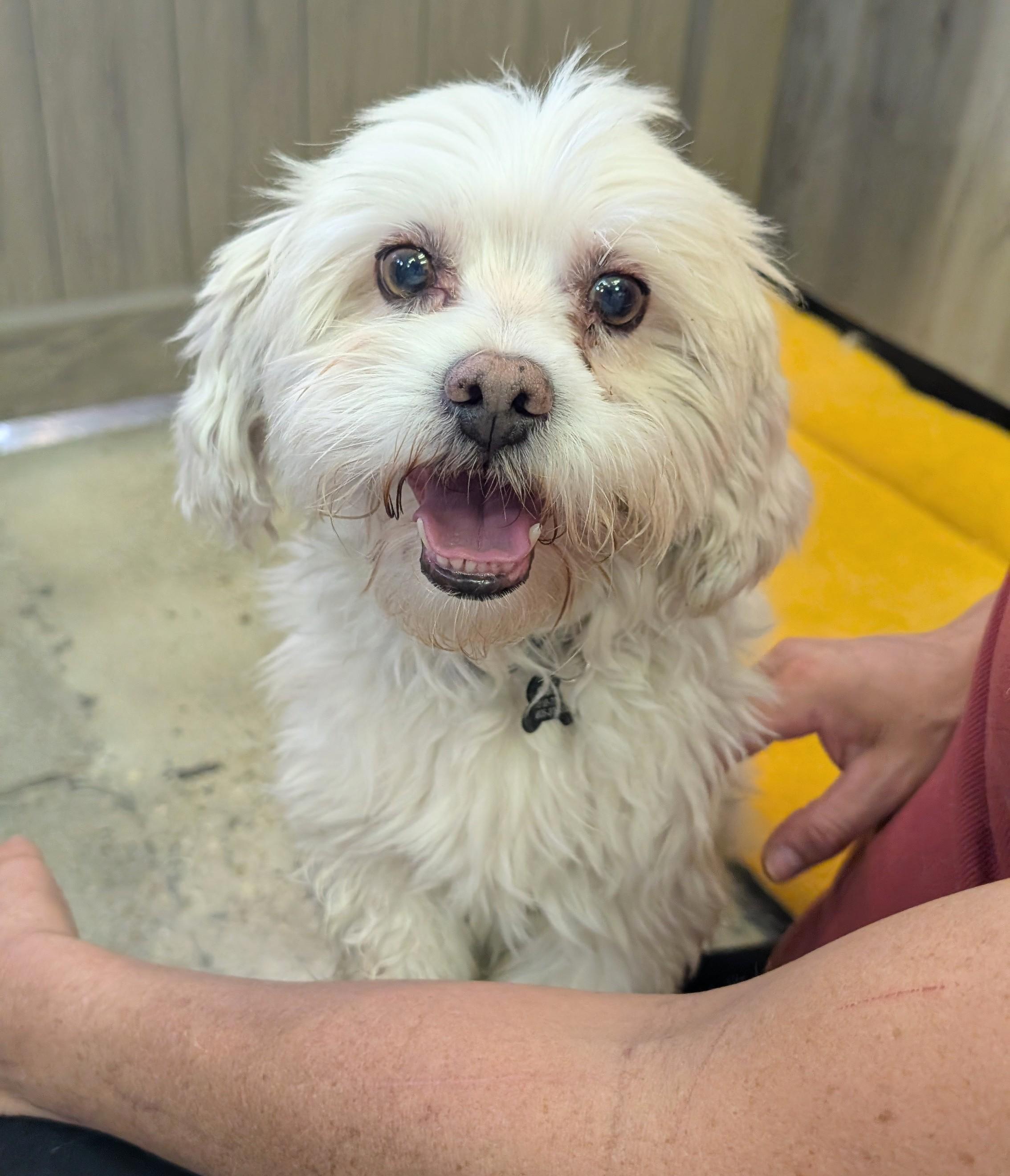 Enlarge Sylvester Pawllone, a Adoptable Bichon Frise in Thousand Oaks, CA image 1/1