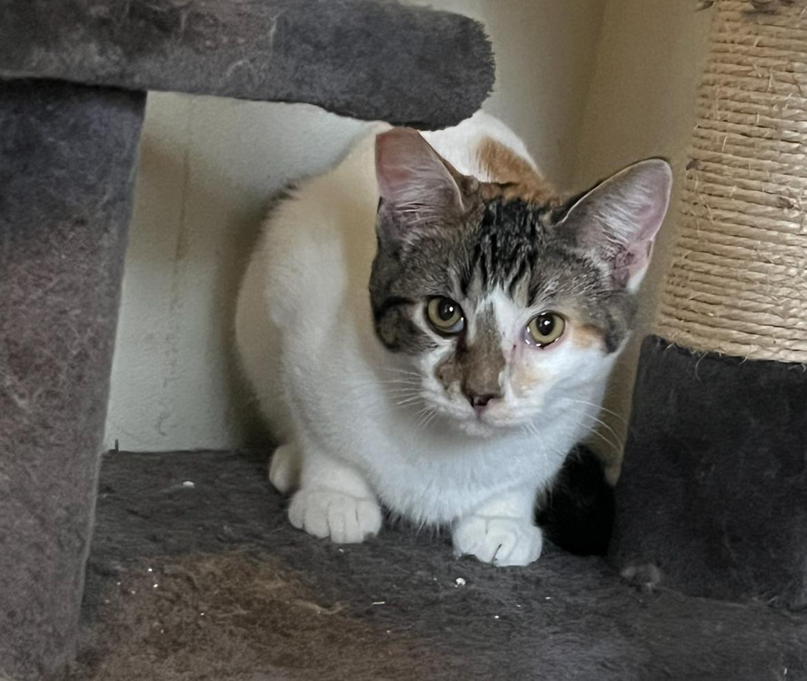 Enlarge Dottie, a ADOPTABLE mixed breed in Marysville, WA image 1/1