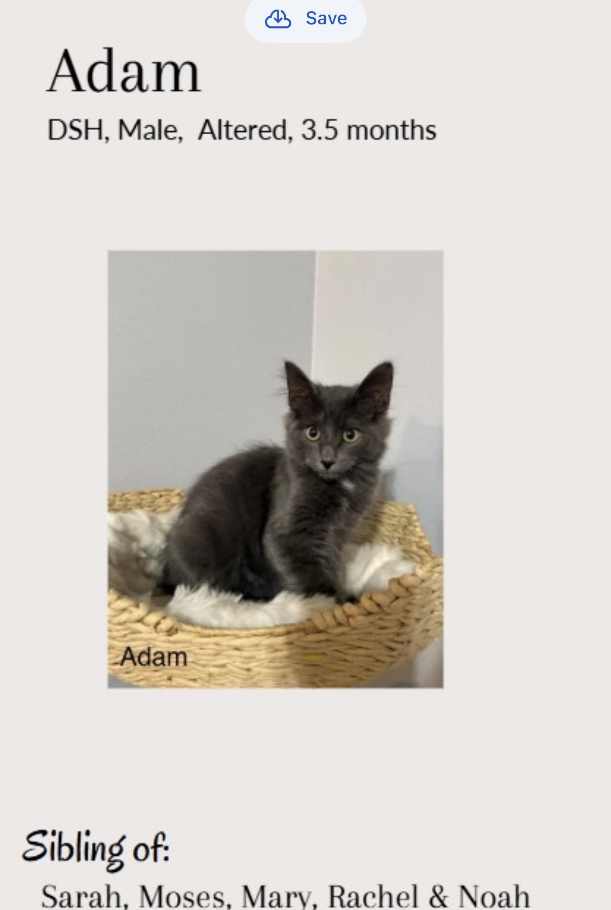 Adam, ADOPTABLE, Kitten Male Maine Coon & Domestic Medium Hair.
